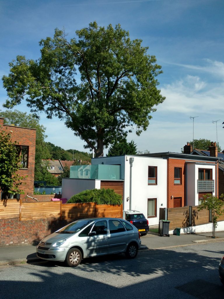 Tree and building happily co-existing