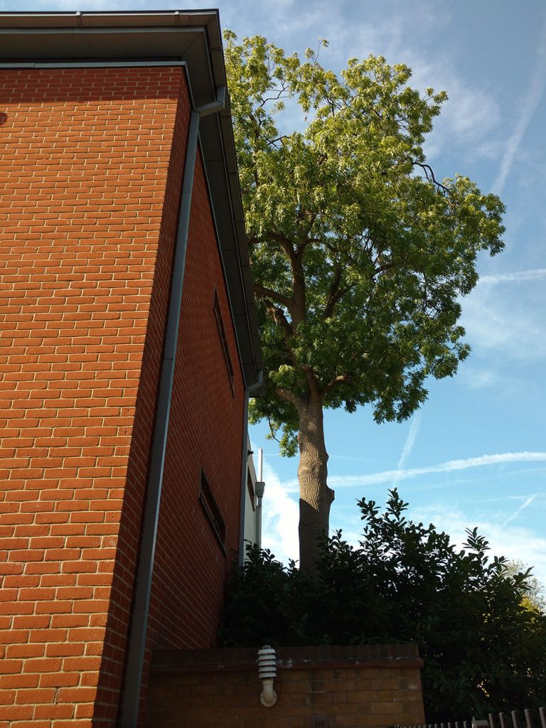 Tree living safely by wall