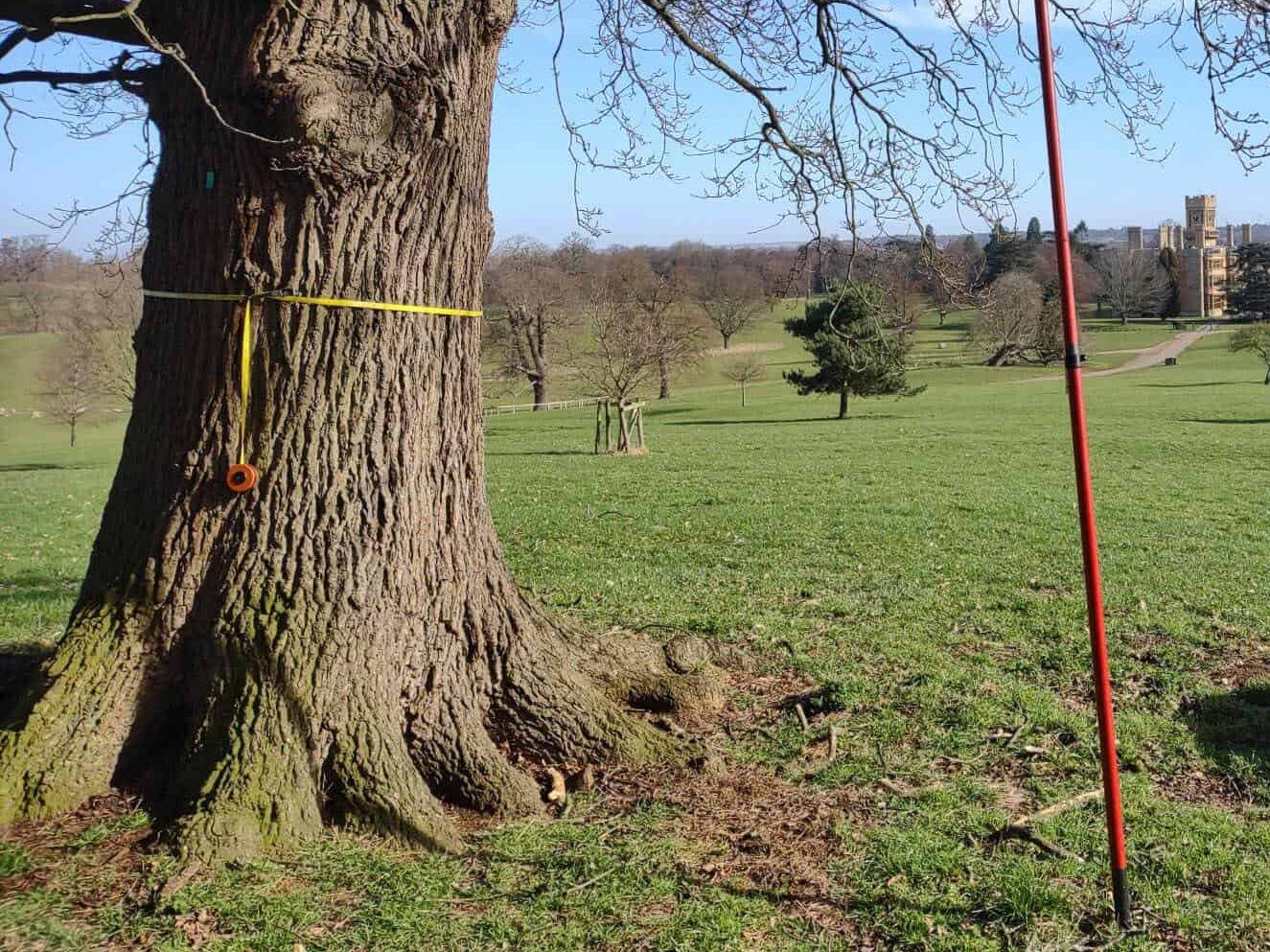 An estate tree survey in progress